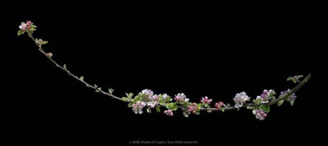 Lupica Blossom_journal.jpg
